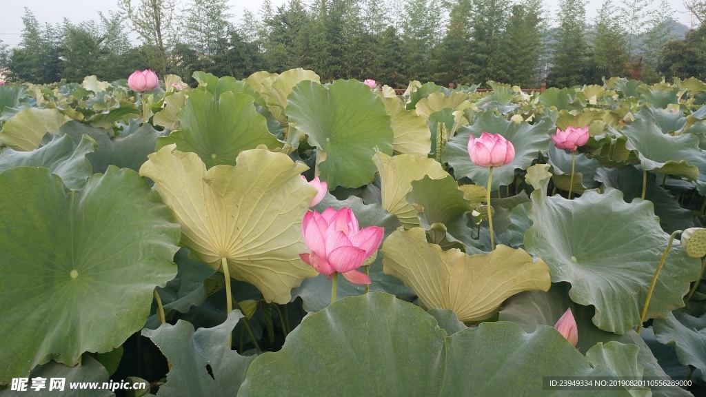 荷花