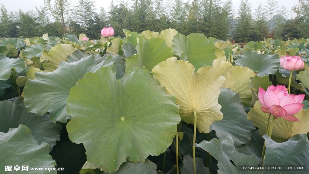 荷花