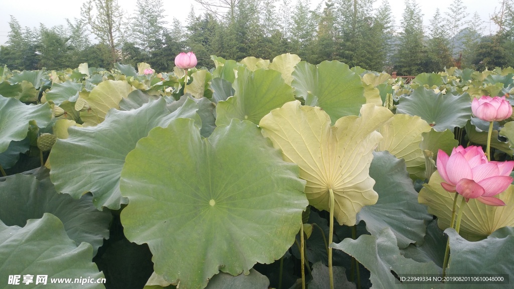 荷花