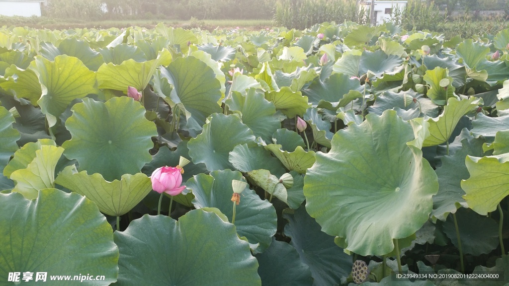 荷花