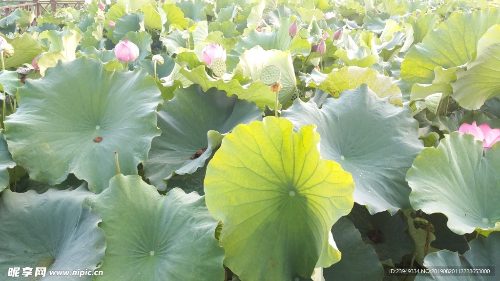 荷花