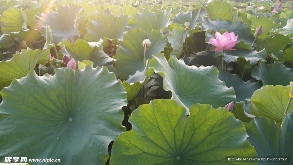 荷花