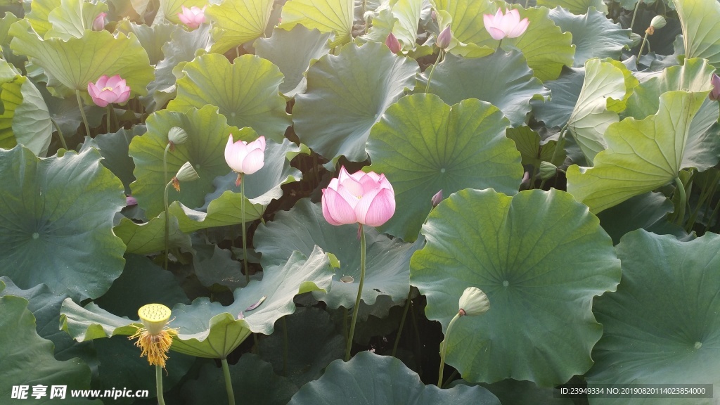 荷花