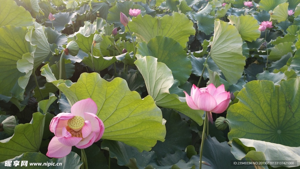 荷花