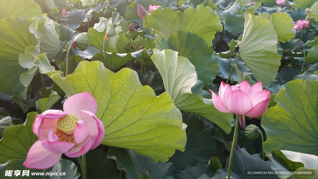 荷花