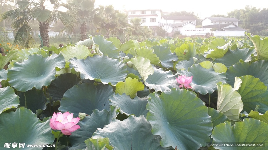 荷花