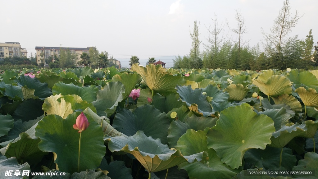 荷花