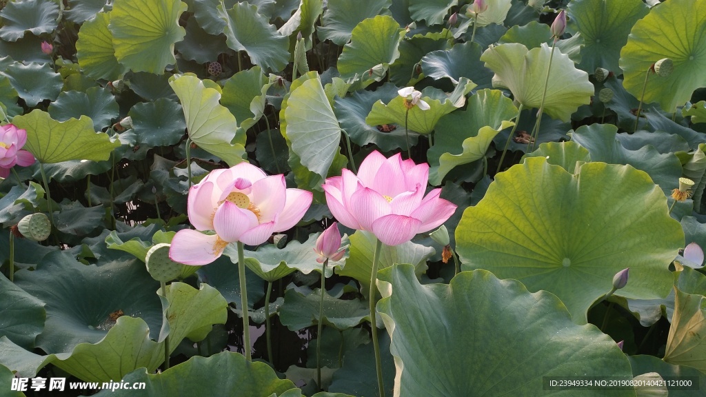 荷花