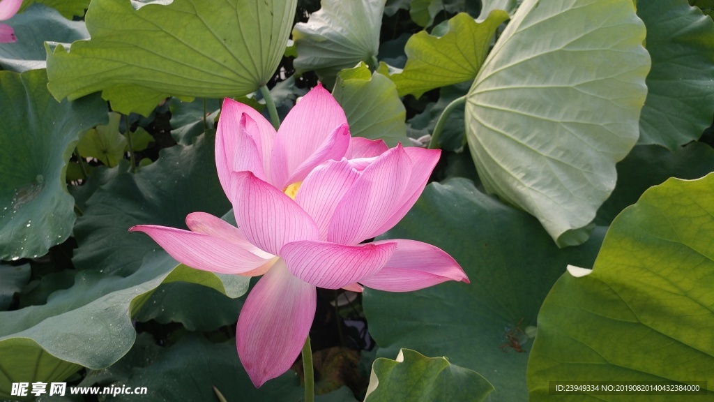 荷花