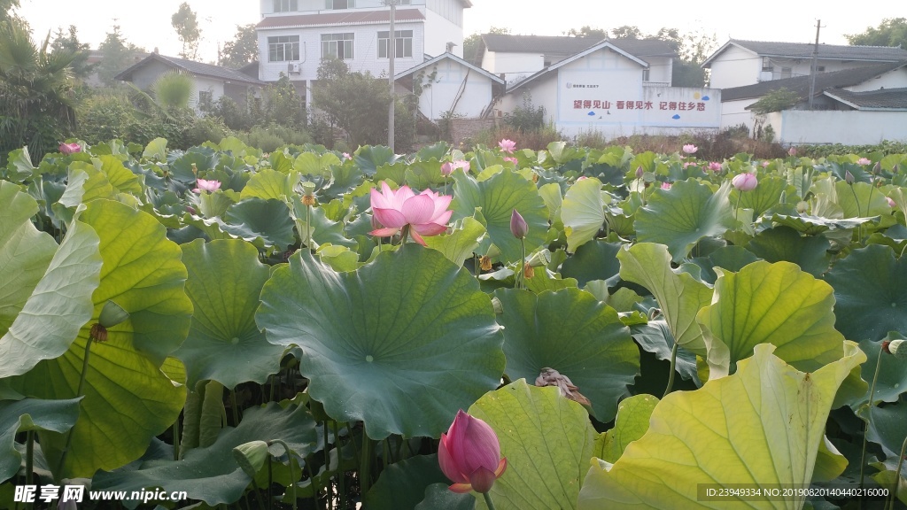 荷花