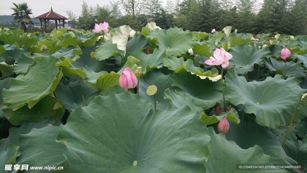 荷花