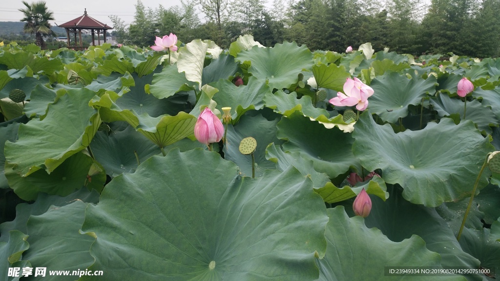 荷花