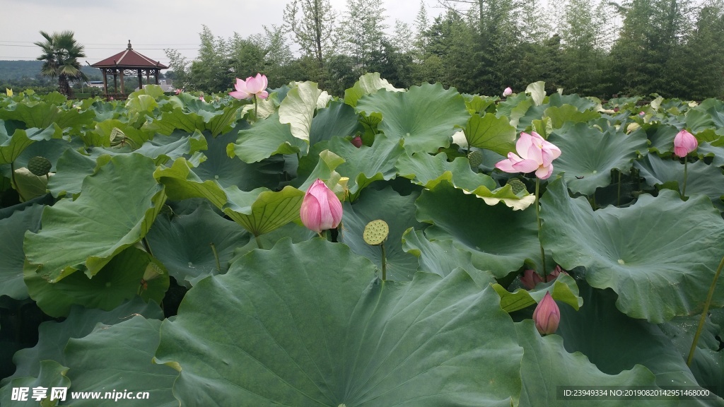 荷花