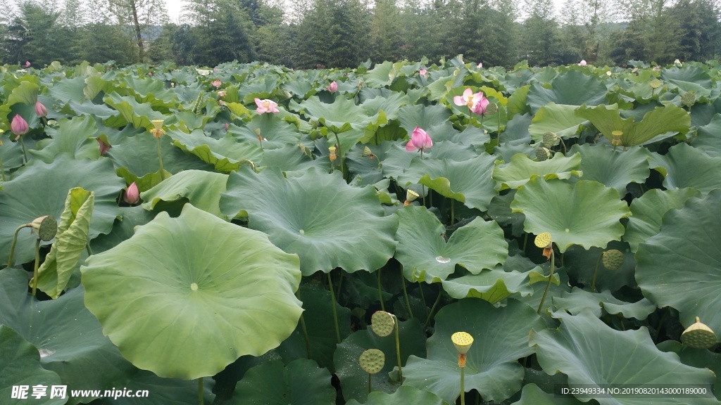 荷花
