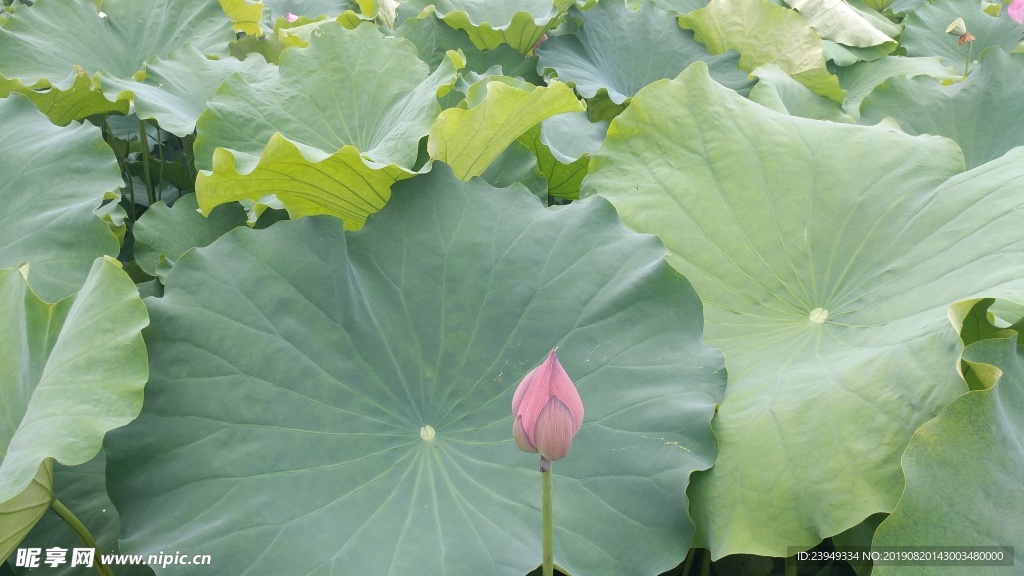 荷花