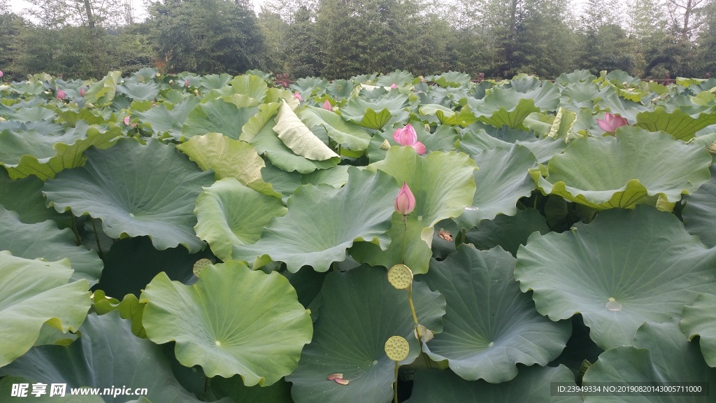 荷花