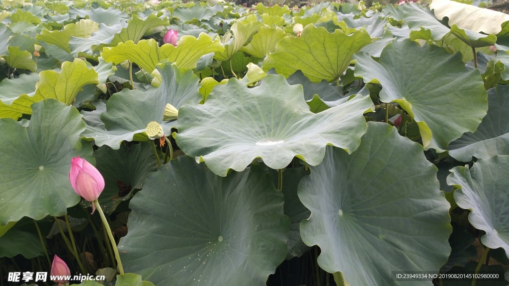 荷花