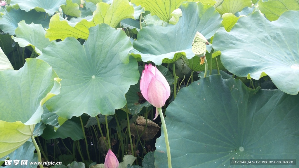 荷花
