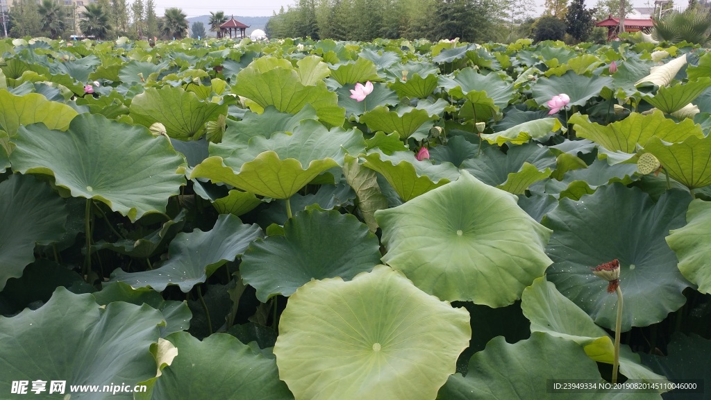 荷花