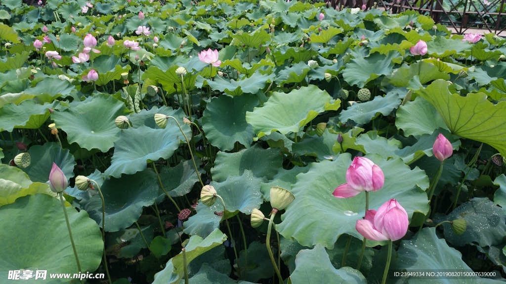 荷花