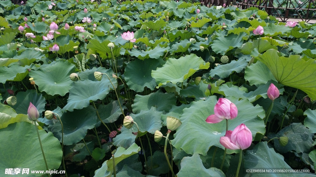 荷花