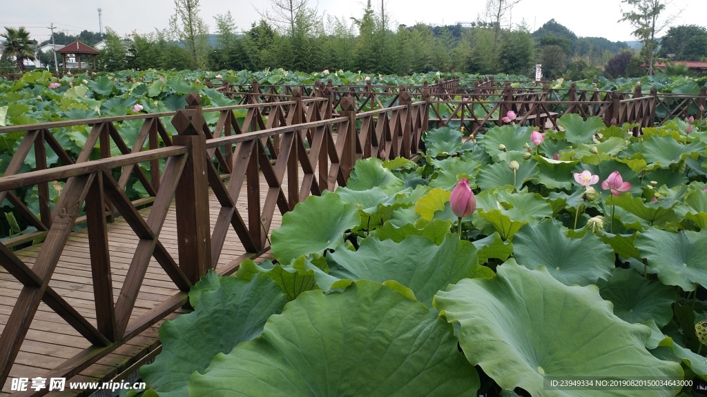 荷花