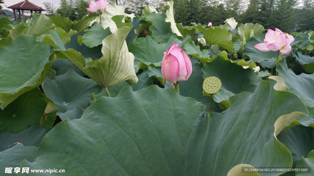 荷花