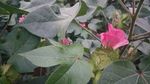 棉花