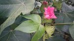 棉花