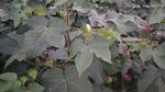 棉花