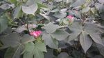 棉花
