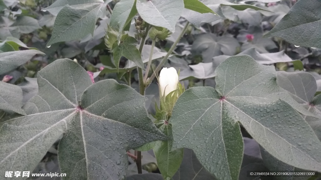 棉花