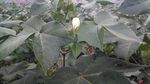 棉花