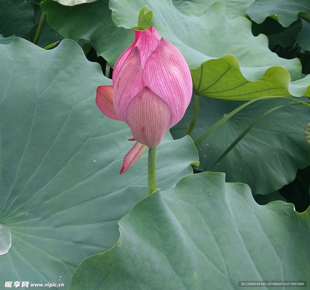 荷花