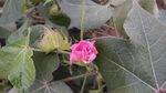 棉花