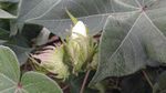棉花