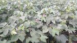 棉花