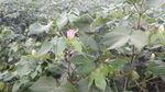 棉花