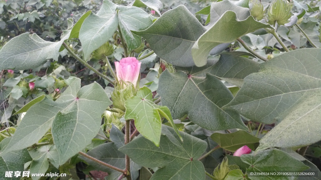 棉花