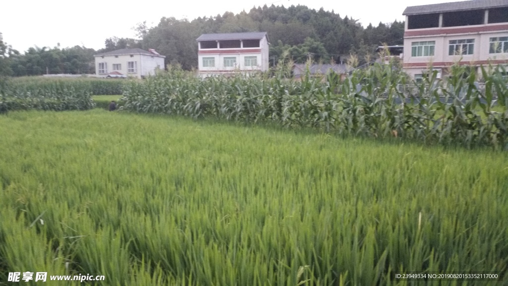 农村