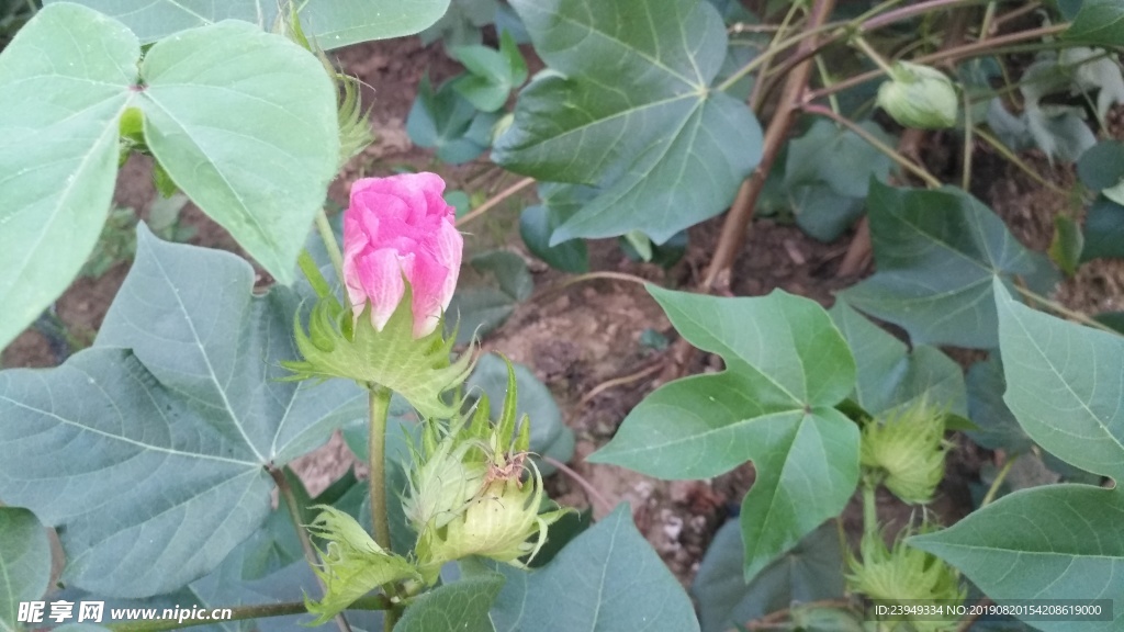 棉花