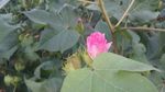 棉花