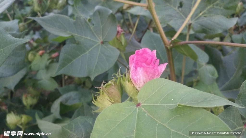 棉花