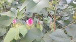 棉花