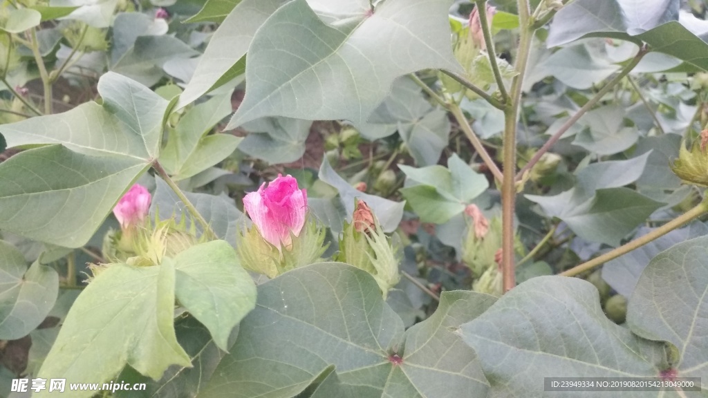 棉花