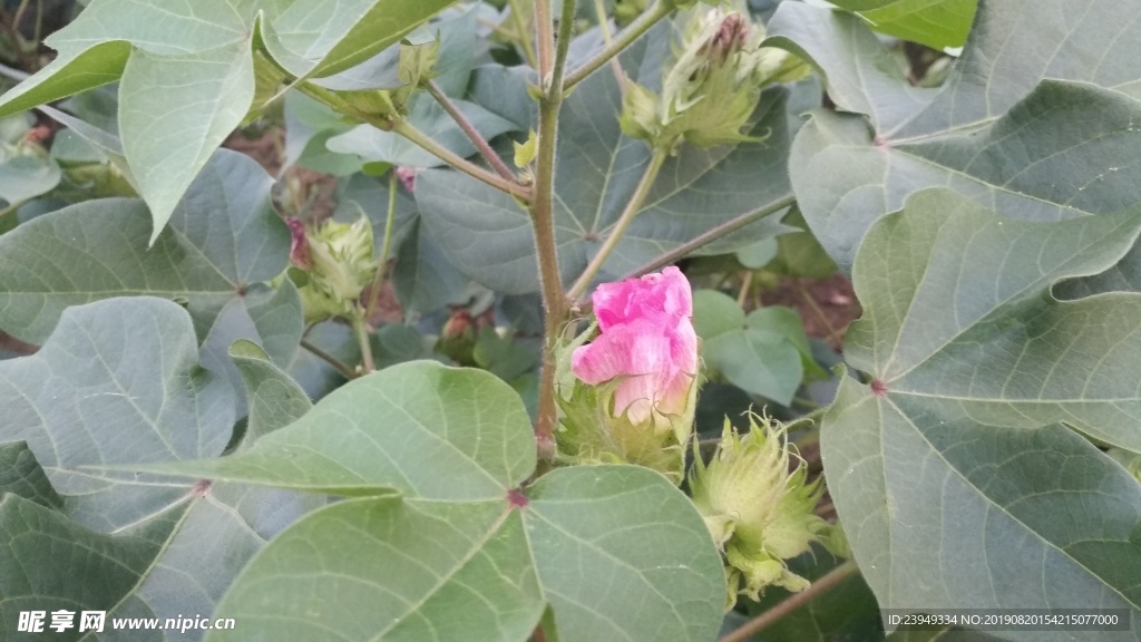 棉花