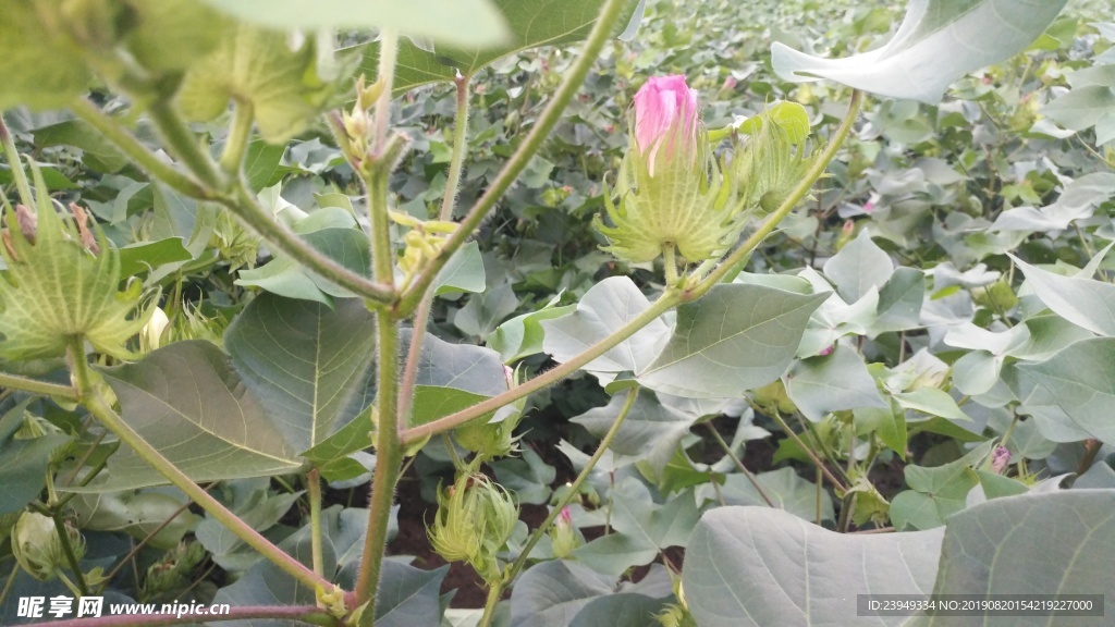 棉花