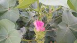 棉花