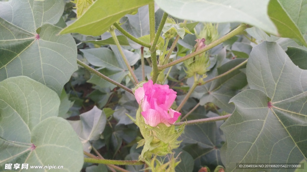 棉花