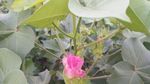 棉花